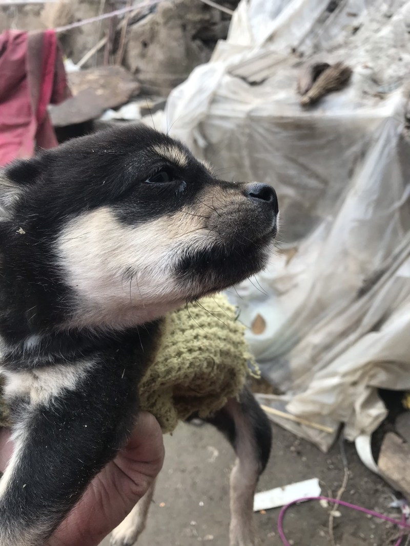 柴犬，小体柴犬活波可爱！聪明伶俐！