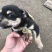 柴犬，小体柴犬活波可爱！聪明伶俐！