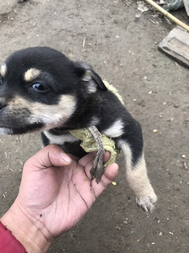 柴犬，小体柴犬活波可爱！聪明伶俐！