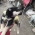 柴犬，小体柴犬活波可爱！聪明伶俐！