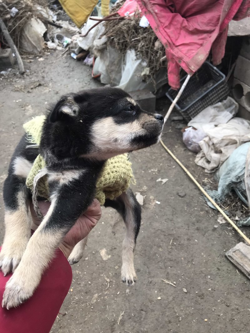 柴犬，小体柴犬活波可爱！聪明伶俐！