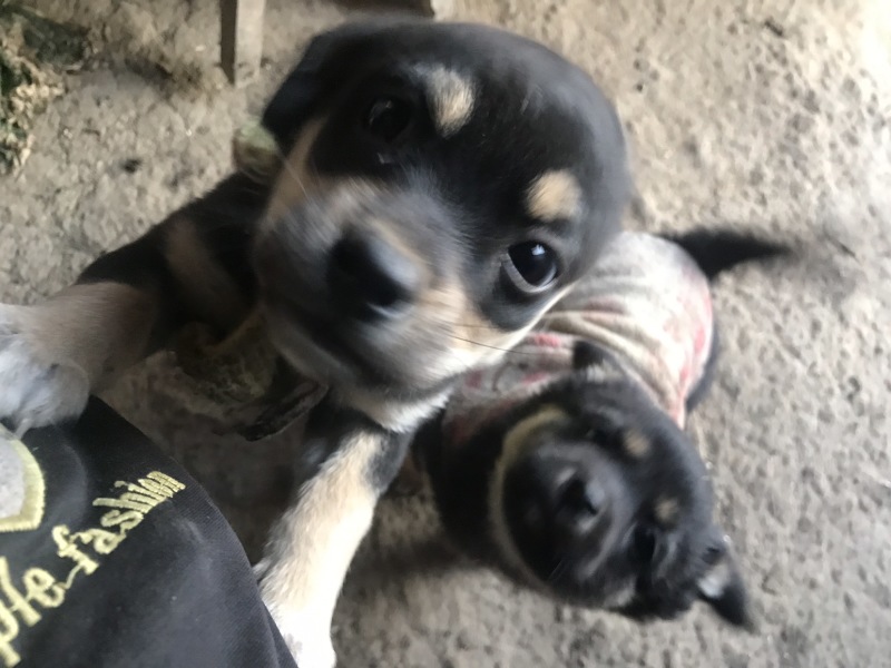 柴犬，小体柴犬活波可爱！聪明伶俐！