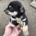 柴犬，小体柴犬活波可爱！聪明伶俐！