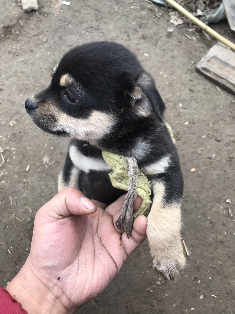 柴犬，小体柴犬活波可爱！聪明伶俐！