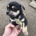 柴犬，小体柴犬活波可爱！聪明伶俐！