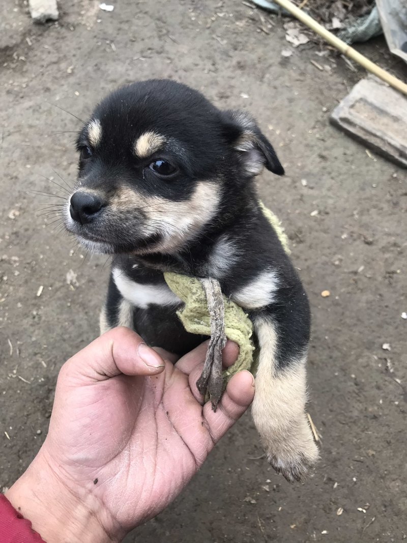 柴犬，小体柴犬活波可爱！聪明伶俐！