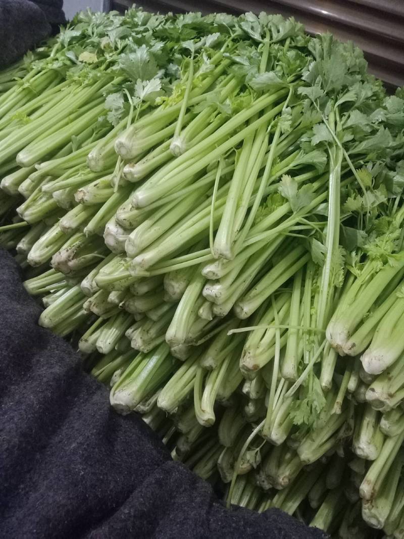 优质西芹正在上市中有需要的联系我