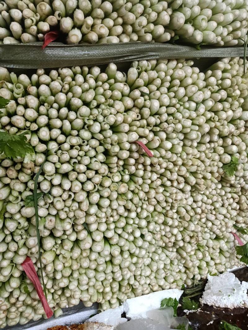 优质西芹正在上市中有需要的联系我