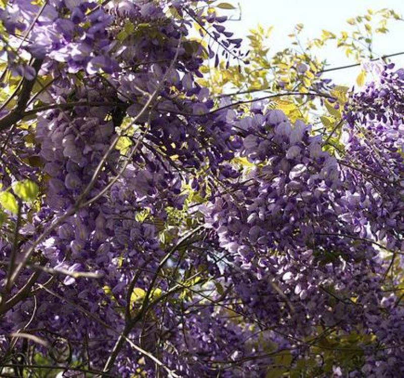 紫藤花树苗爬藤植物室外花卉盆栽庭院四季开花不断绿植藤蔓