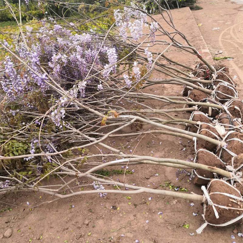 紫藤花树苗爬藤植物室外花卉盆栽庭院四季开花不断绿植藤蔓