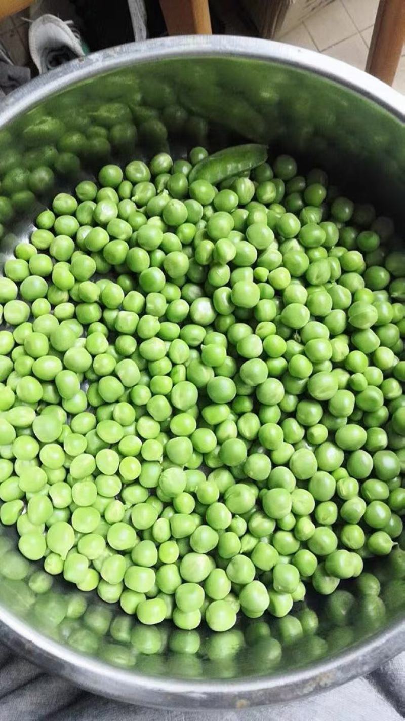 大凉山新鲜豌豆青豌豆白豌豆大量上市，籽粒饱满口感清甜