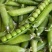 大凉山新鲜豌豆青豌豆白豌豆大量上市，籽粒饱满口感清甜