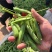 大凉山新鲜豌豆青豌豆白豌豆大量上市，籽粒饱满口感清甜