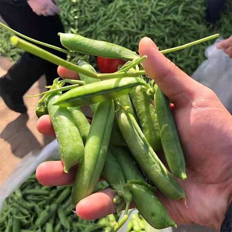 大凉山新鲜豌豆青豌豆白豌豆大量上市，籽粒饱满口感清甜
