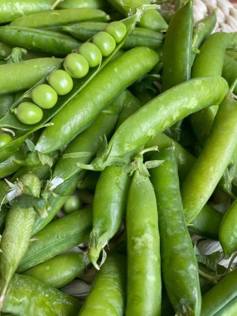 大凉山新鲜豌豆青豌豆白豌豆大量上市，籽粒饱满口感清甜