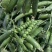 大凉山新鲜豌豆青豌豆白豌豆大量上市，籽粒饱满口感清甜