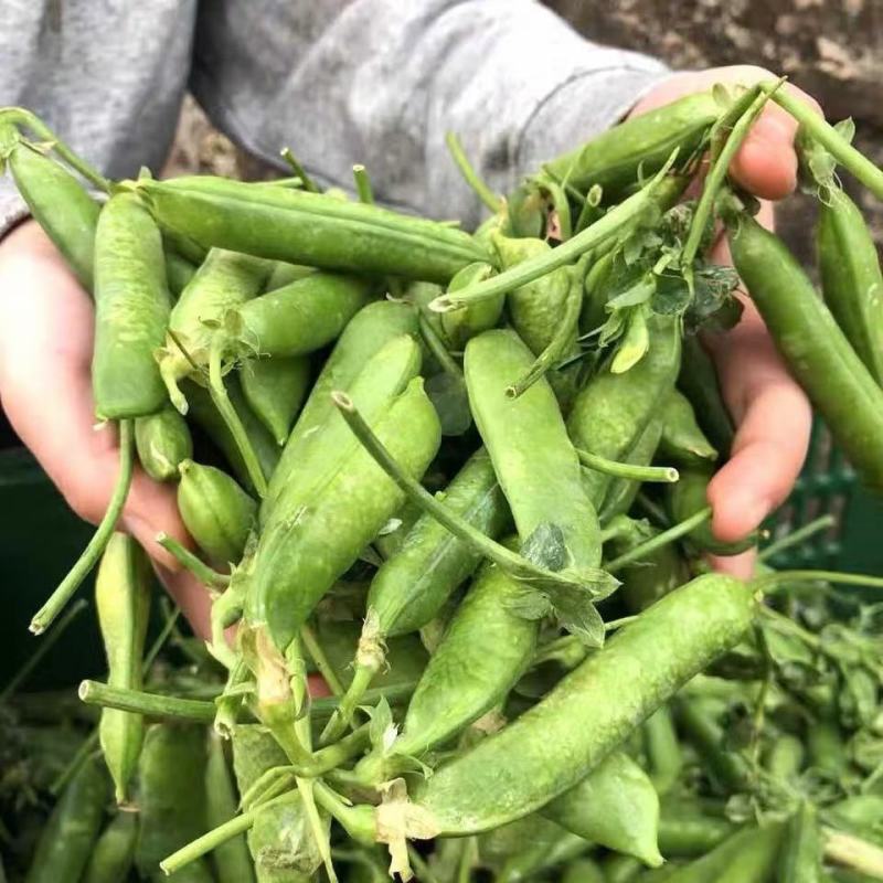 大凉山新鲜豌豆青豌豆白豌豆大量上市，籽粒饱满口感清甜