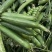 大凉山新鲜豌豆青豌豆白豌豆大量上市，籽粒饱满口感清甜