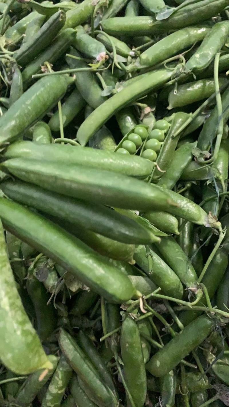 大凉山新鲜豌豆青豌豆白豌豆大量上市，籽粒饱满口感清甜
