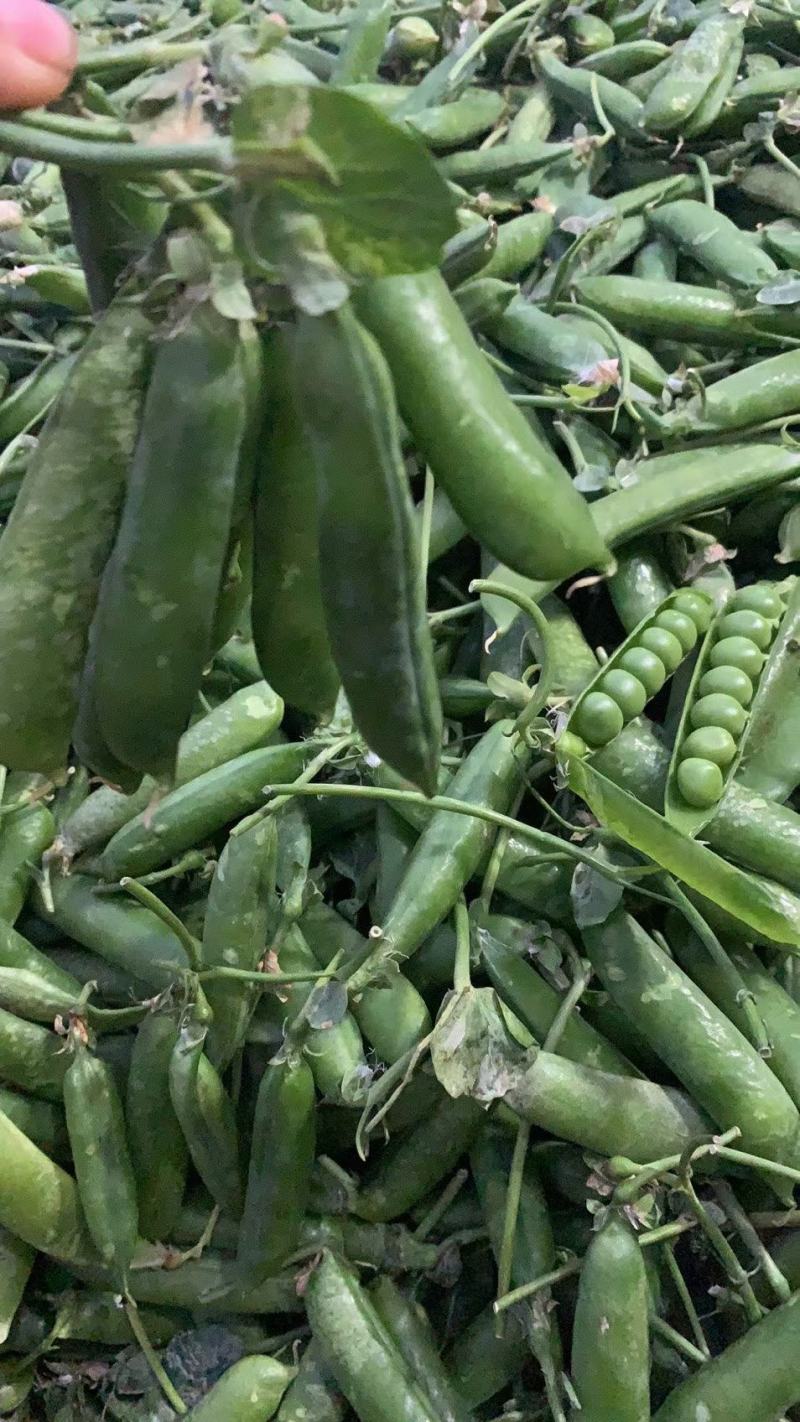 大凉山新鲜豌豆青豌豆白豌豆大量上市，籽粒饱满口感清甜