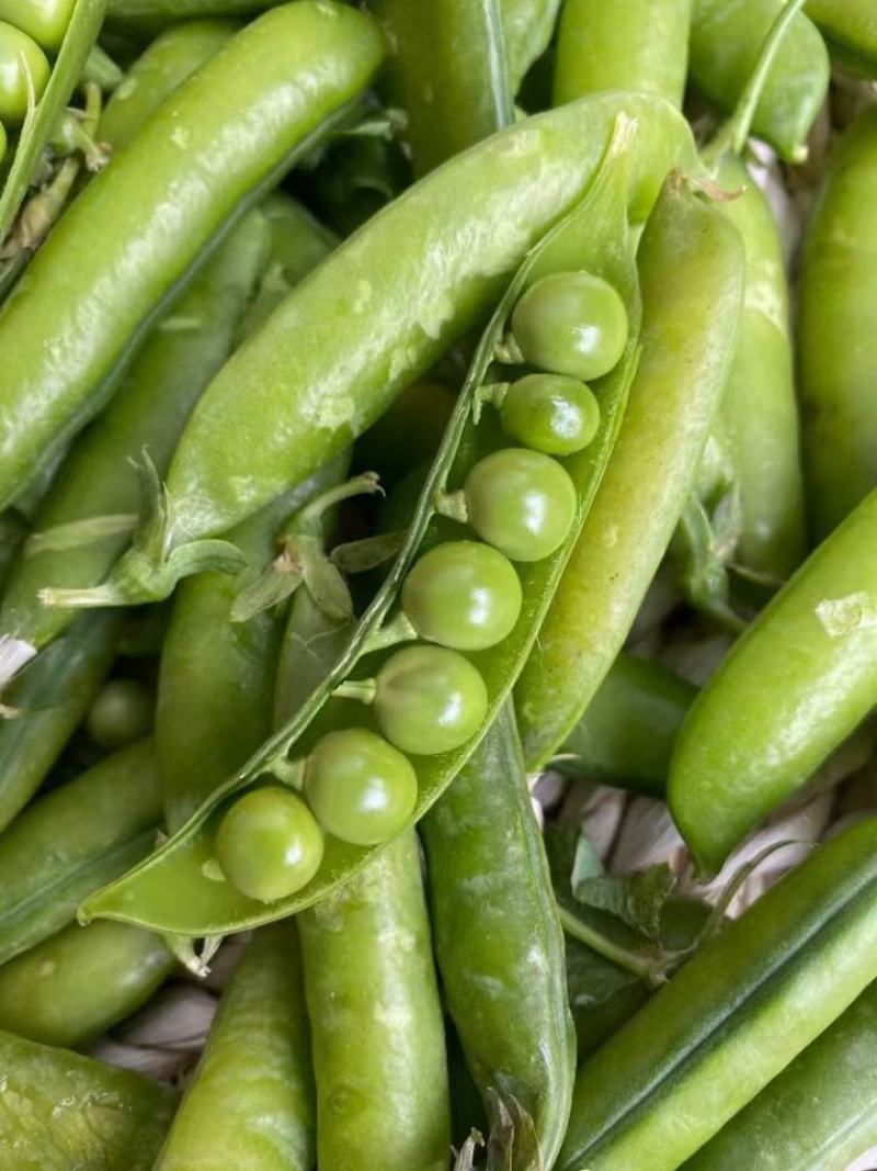 大凉山新鲜豌豆青豌豆白豌豆大量上市，籽粒饱满口感清甜