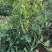 大凉山新鲜豌豆青豌豆白豌豆大量上市，籽粒饱满口感清甜