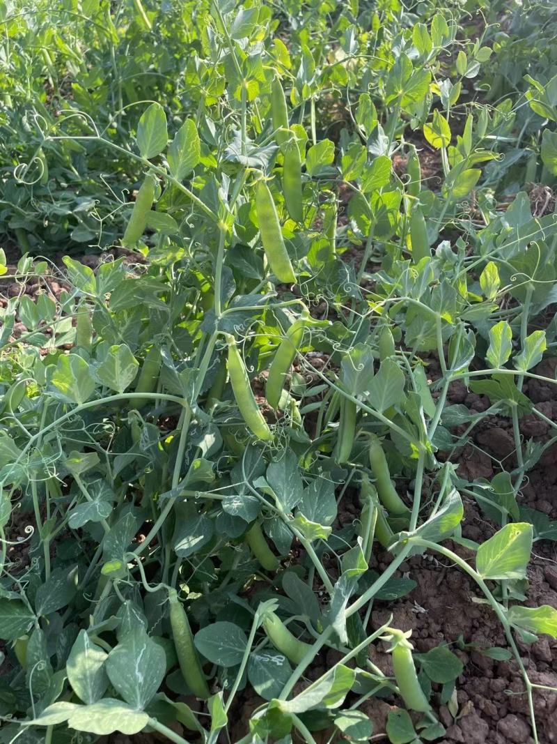 大凉山新鲜豌豆青豌豆白豌豆大量上市，籽粒饱满口感清甜