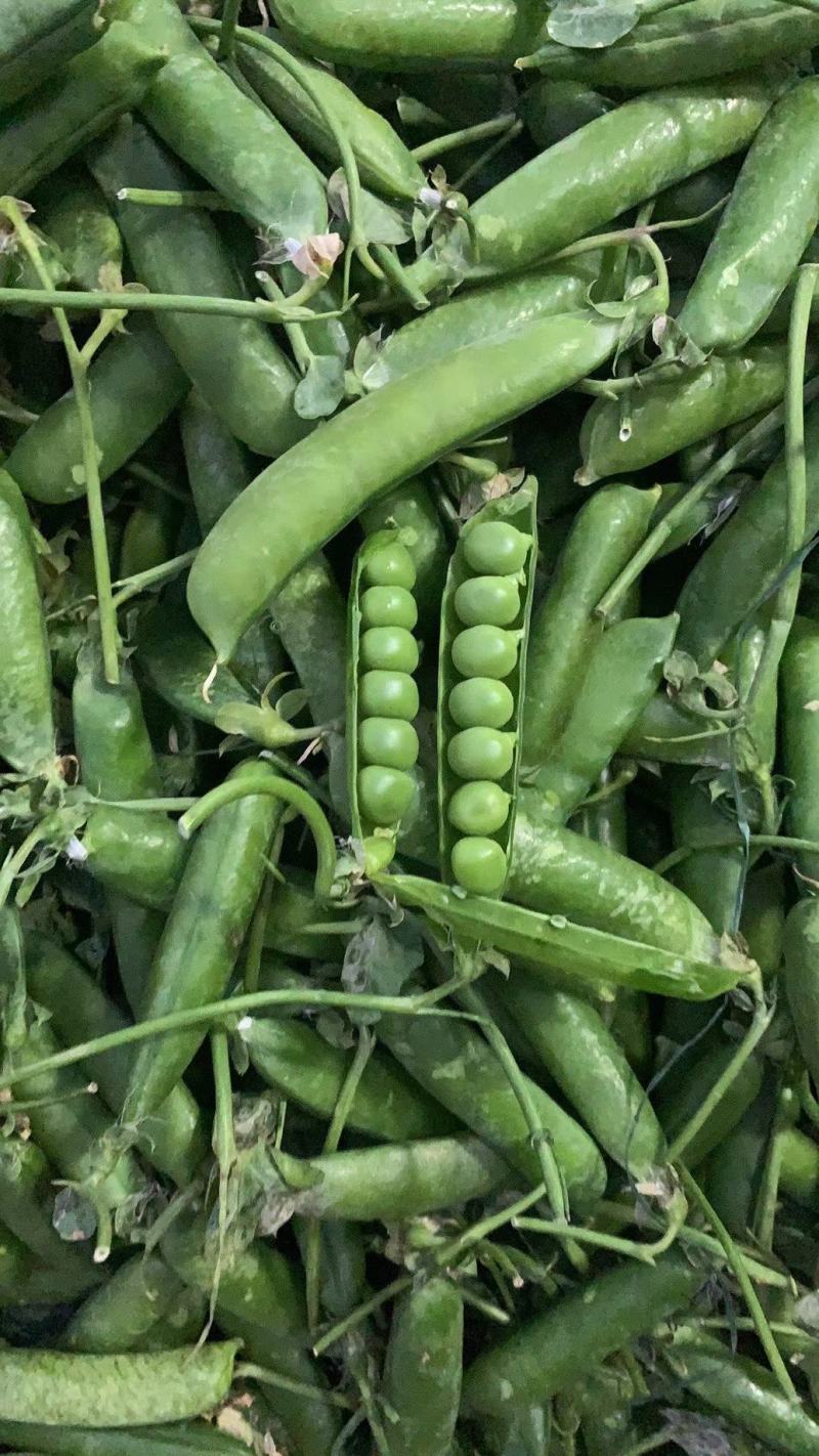 大凉山新鲜豌豆青豌豆白豌豆大量上市，籽粒饱满口感清甜