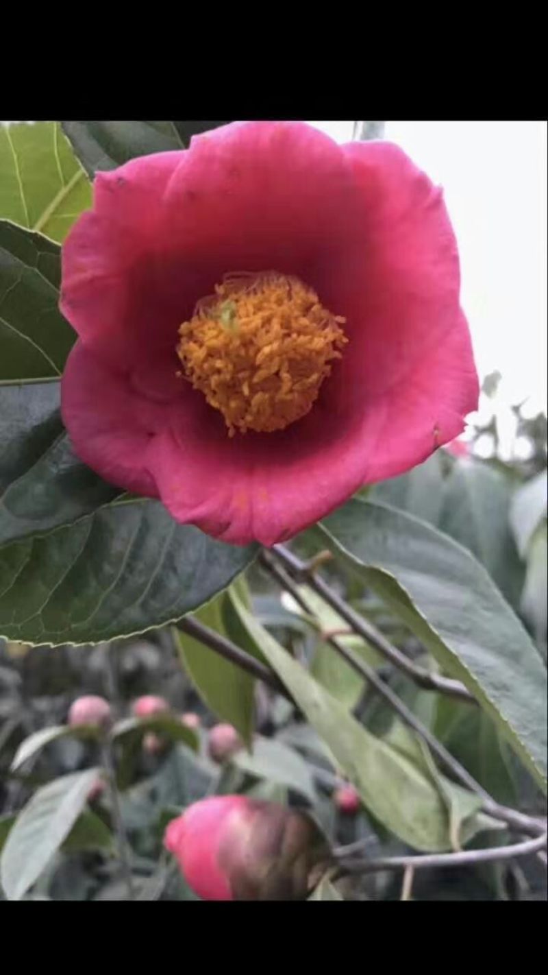 高产嫁接大果红花油茶开红花结大果稀有品种