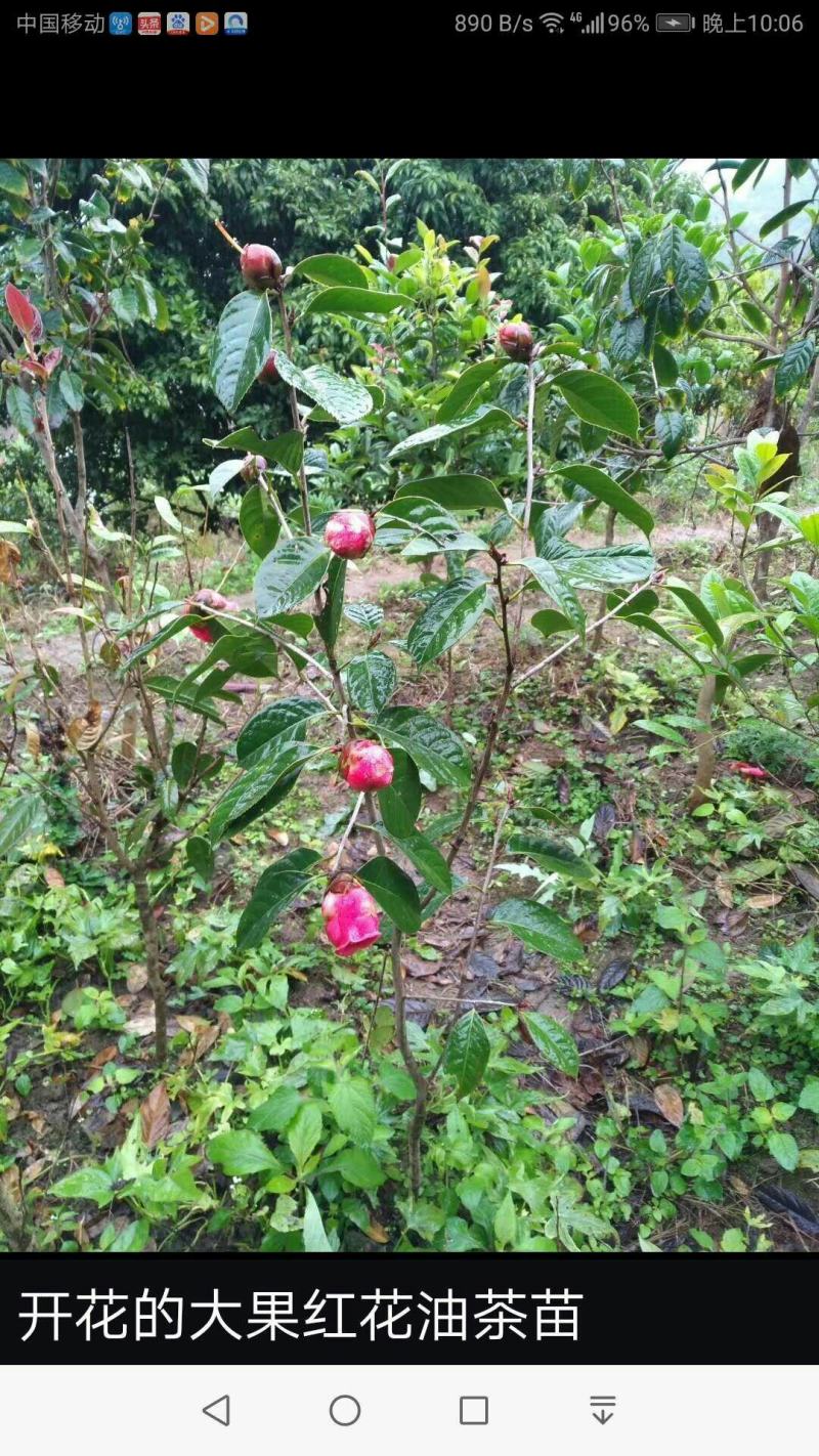 高产嫁接大果红花油茶开红花结大果稀有品种