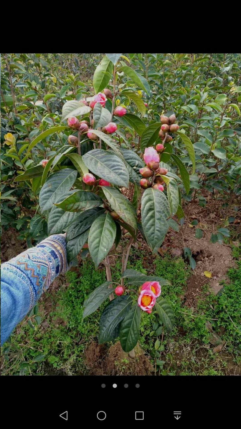 高产嫁接大果红花油茶开红花结大果稀有品种
