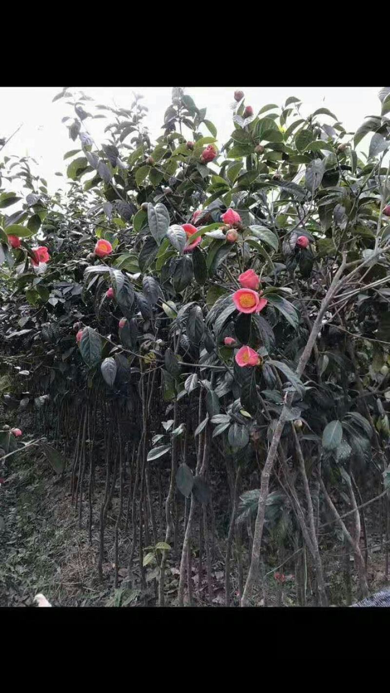 高产嫁接大果红花油茶开红花结大果稀有品种