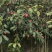 高产嫁接大果红花油茶开红花结大果稀有品种