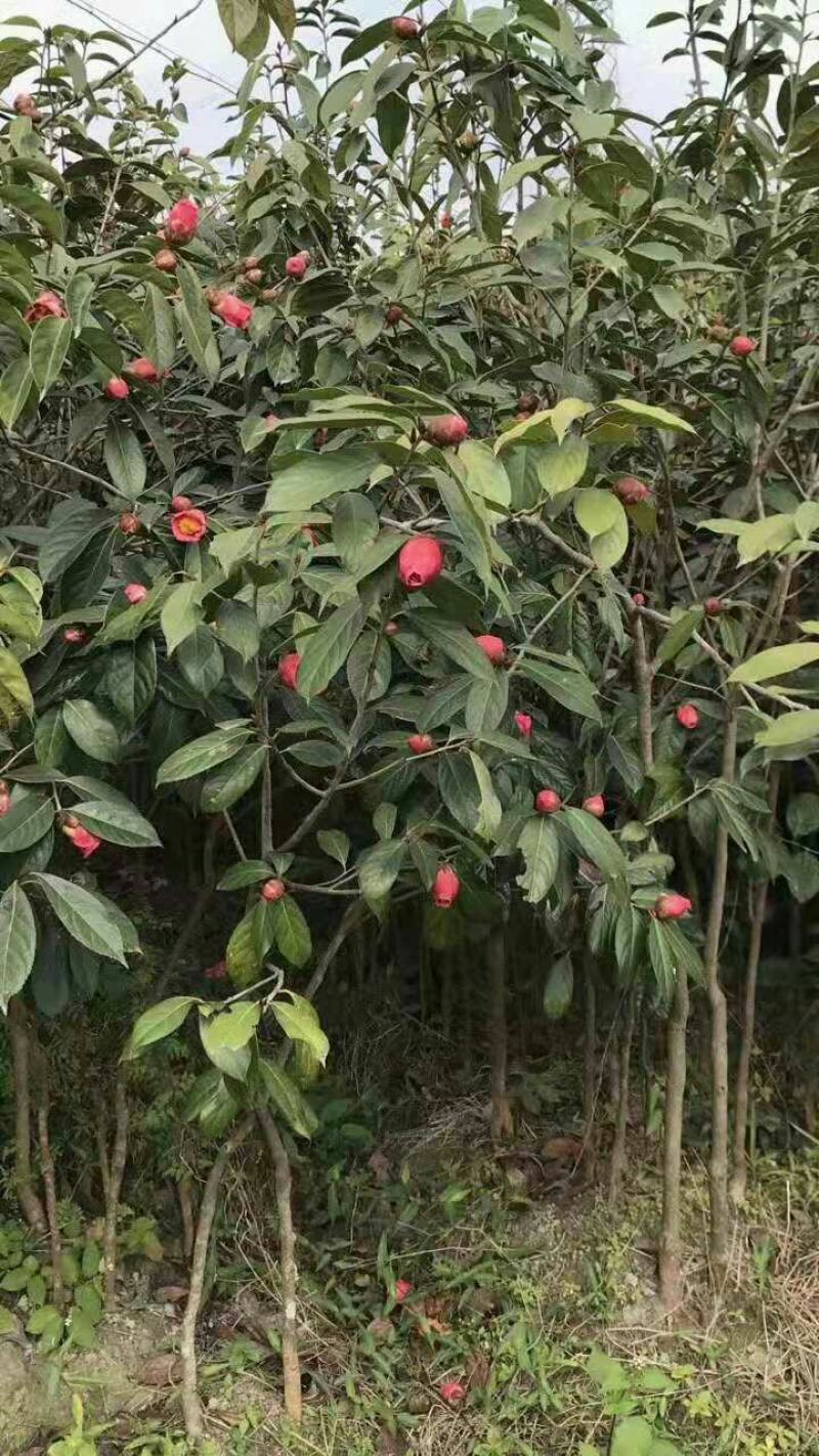 高产嫁接大果红花油茶开红花结大果稀有品种