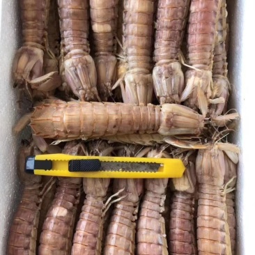 熟冻琵琶虾摆盒装（原产地直销，保证供货量充足）