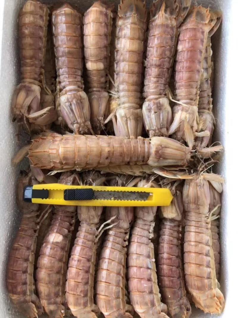 熟冻琵琶虾摆盒装（原产地直销，保证供货量充足）