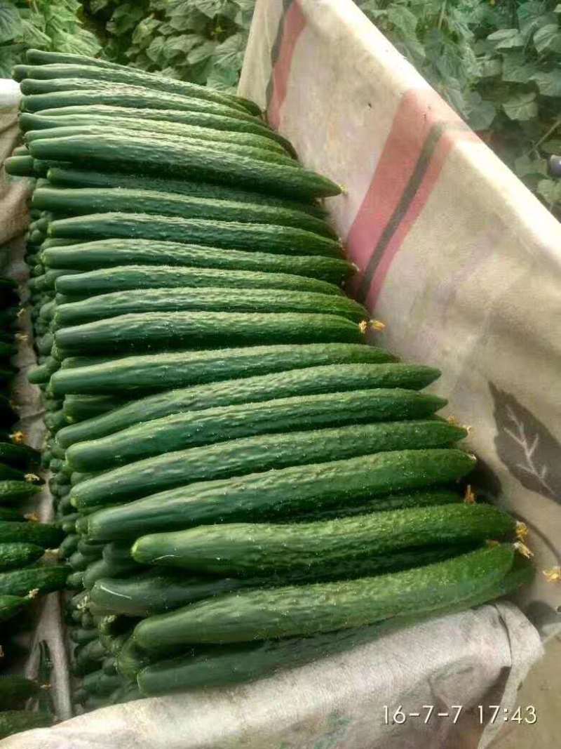 津优35的接近品种津冬58耐寒油亮顺直抗病脆甜的黄瓜种子
