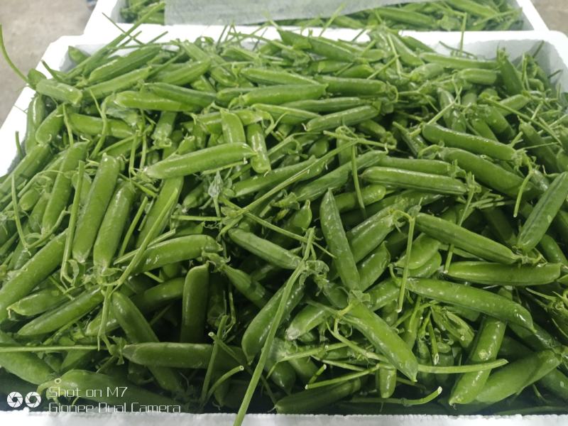 【新春特惠】豌豆云南豌豆长寿仁豌豆枝条饱满颗颗圆润热卖中