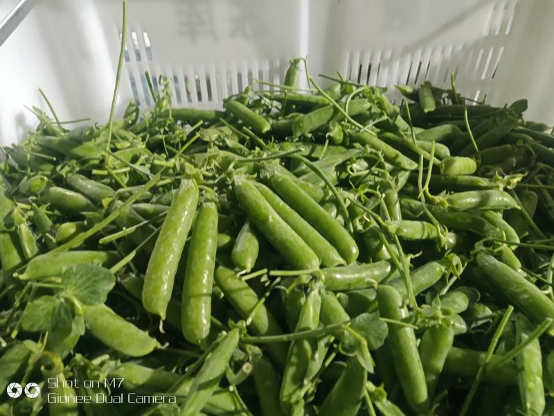 【新春特惠】豌豆云南豌豆长寿仁豌豆枝条饱满颗颗圆润热卖中