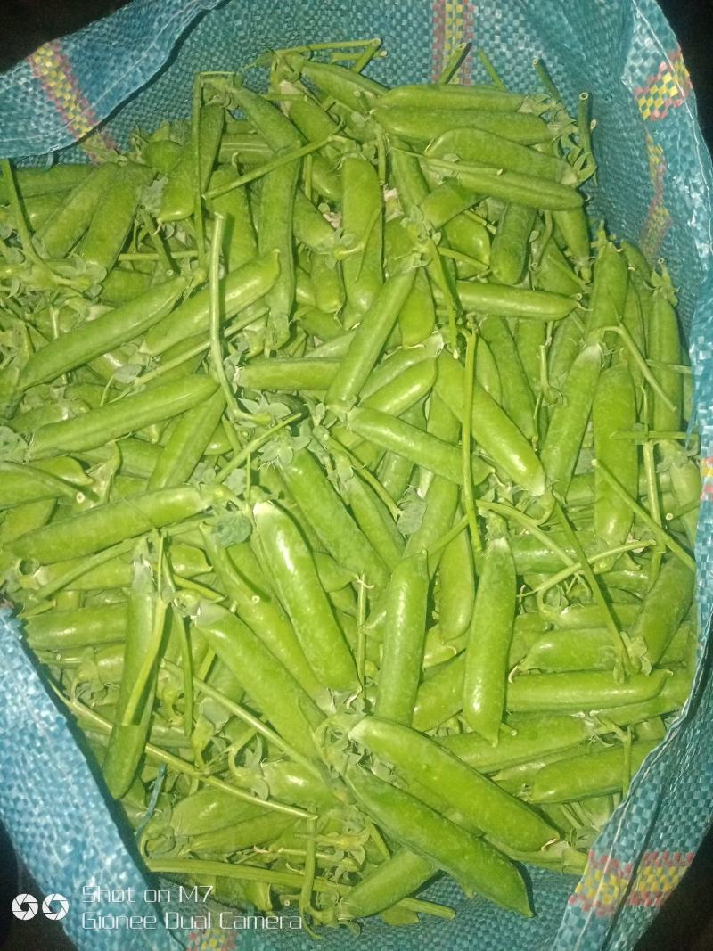 【新春特惠】豌豆云南豌豆长寿仁豌豆枝条饱满颗颗圆润热卖中