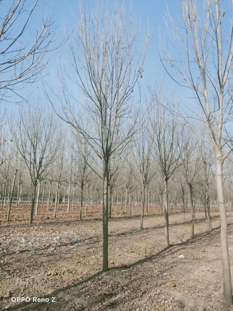 白腊，3-30公分白腊树，白腊树种植，白腊基地，白腊小苗