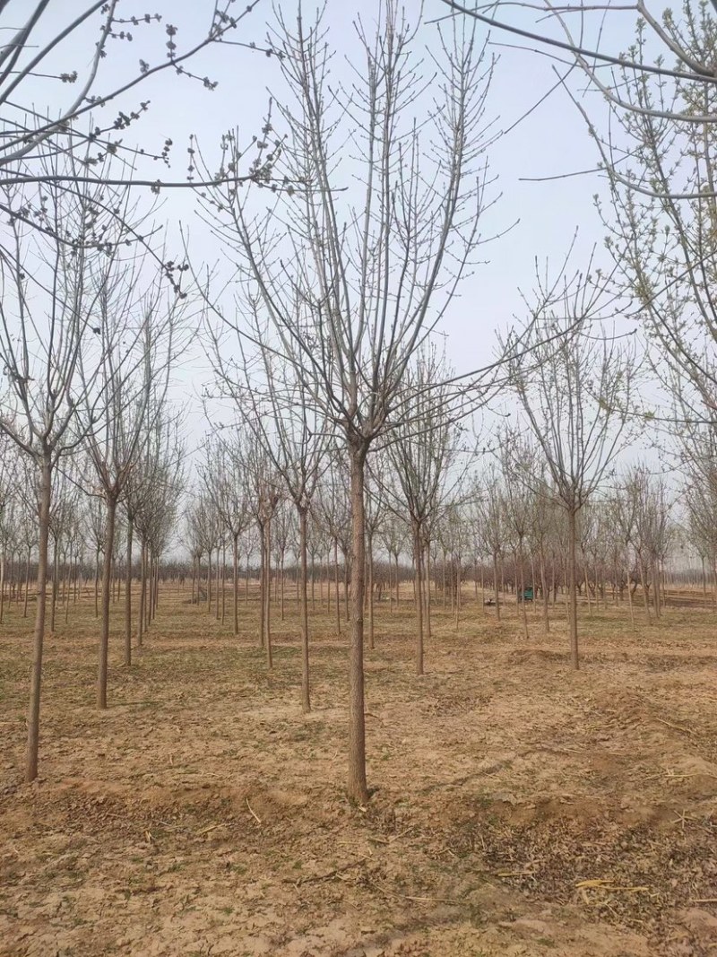 白腊，3-30公分白腊树，白腊树种植，白腊基地，白腊小苗