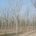 白腊，3-30公分白腊树，白腊树种植，白腊基地，白腊小苗