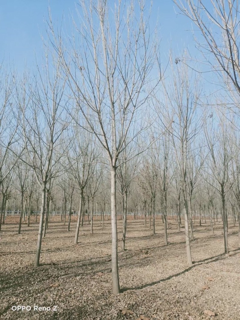 白腊，3-30公分白腊树，白腊树种植，白腊基地，白腊小苗