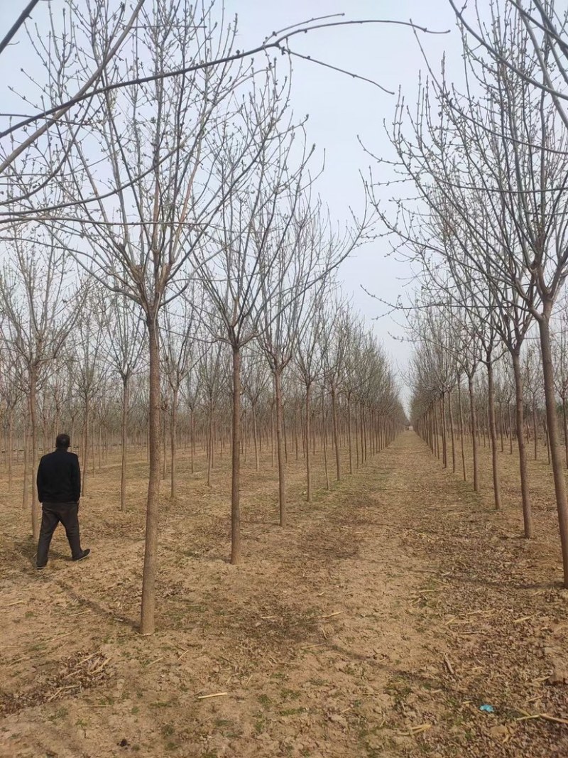 白腊，3-30公分白腊树，白腊树种植，白腊基地，白腊小苗