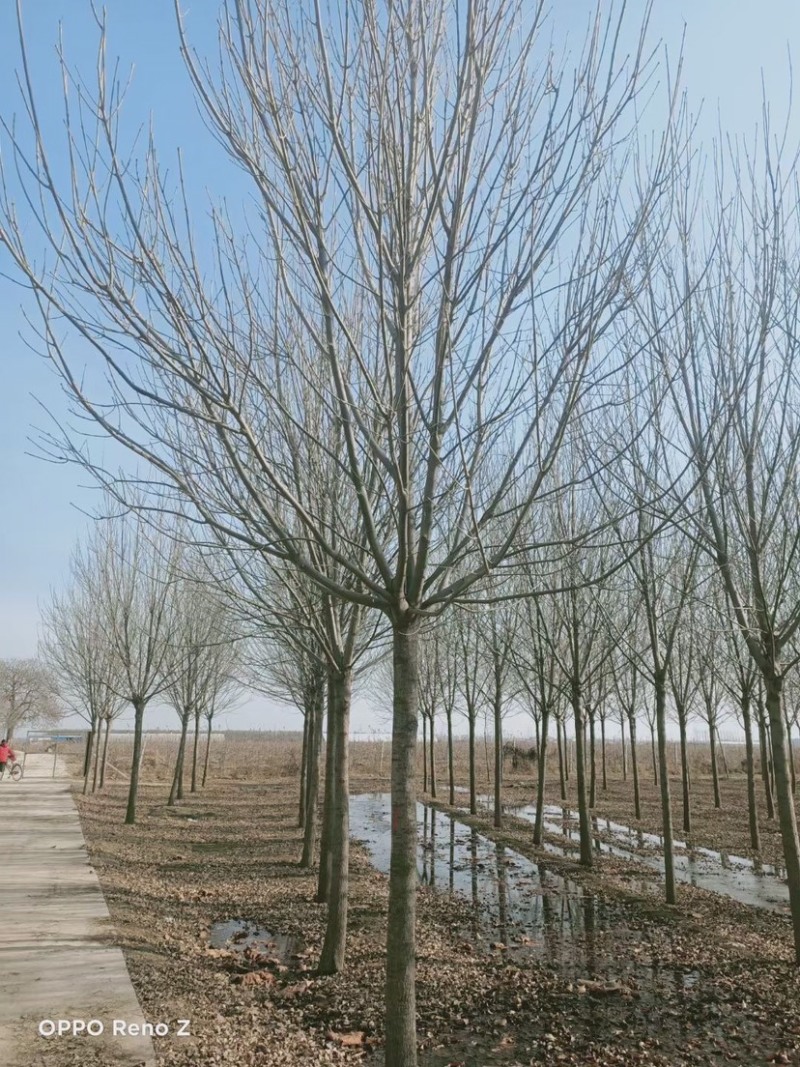 白腊，3-30公分白腊树，白腊树种植，白腊基地，白腊小苗