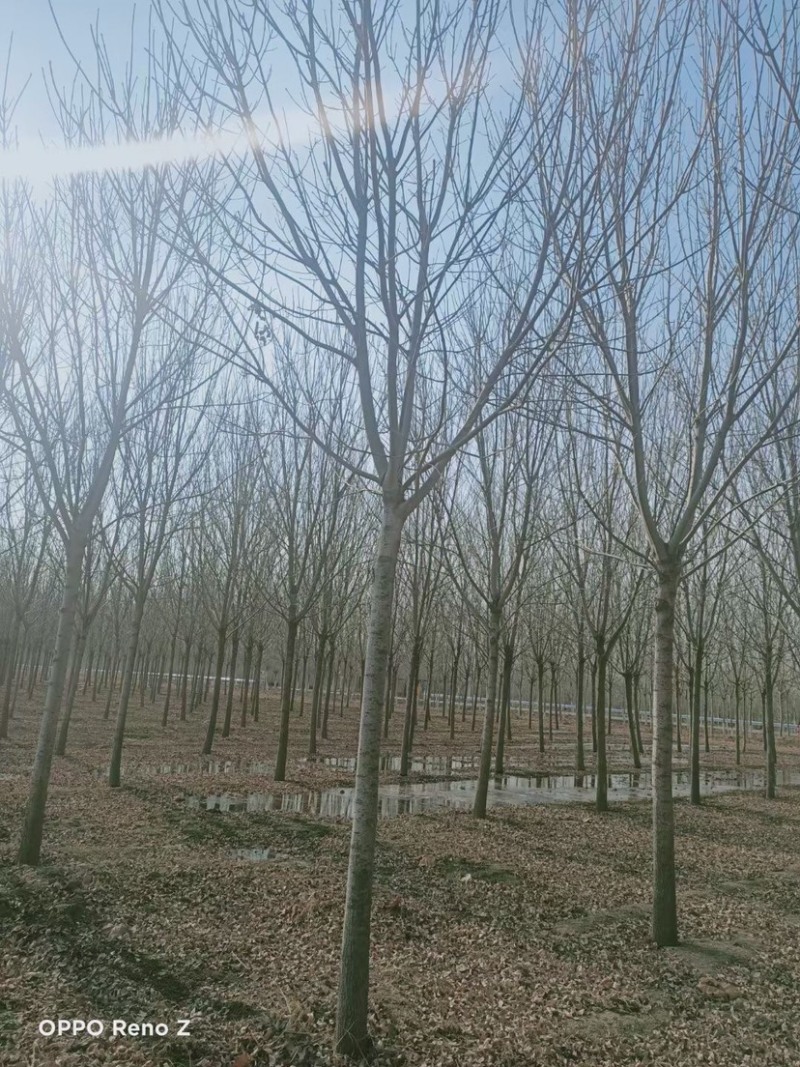 白腊，3-30公分白腊树，白腊树种植，白腊基地，白腊小苗
