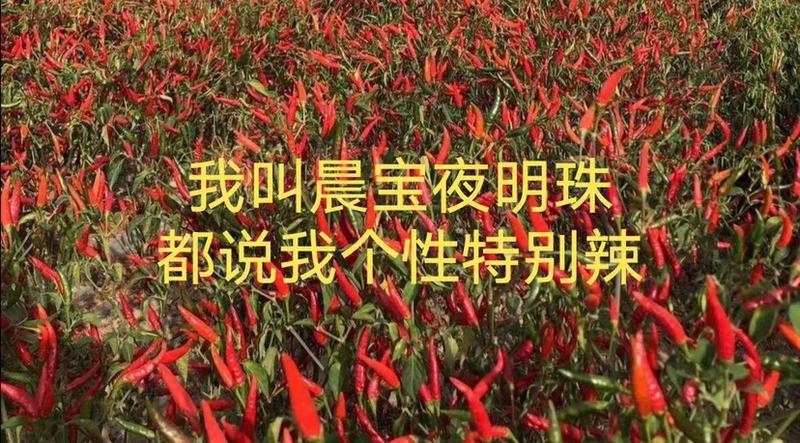 【金道种业】夜明珠辣椒种子艳红高抗病高产签合同包