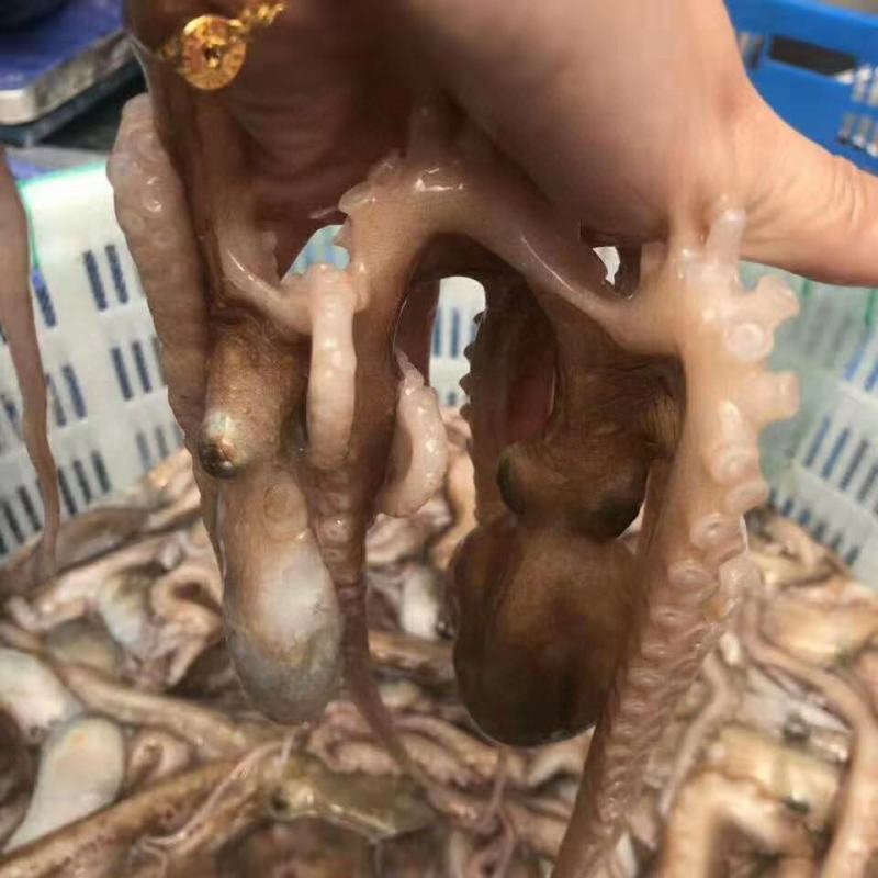 八爪鱼，八爪鱼，爆头八爪鱼，烟台八爪鱼，活冻八爪鱼