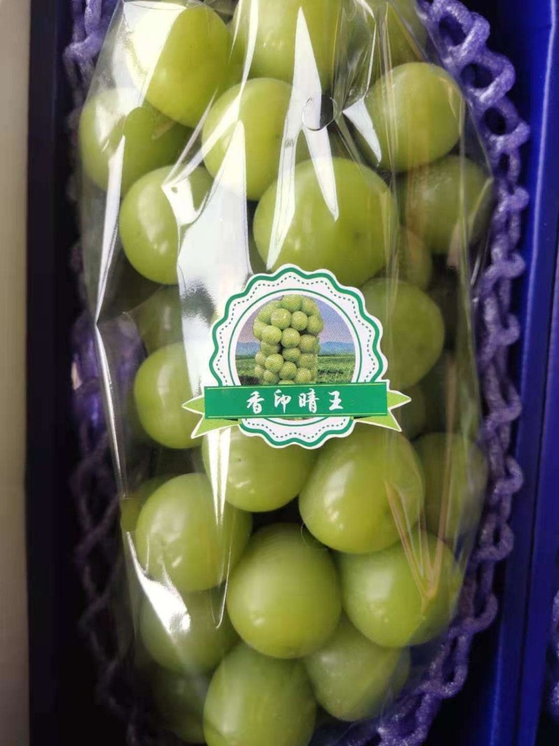 阳光玫瑰纯绿色无公害种植